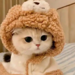 momo的头像-喃哩哩资源网